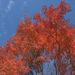 山梨の紅葉
