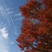 山梨の紅葉