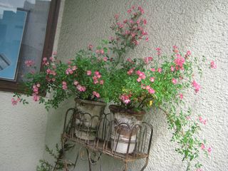 IMG_1144