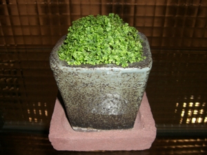 Cimg4013_2