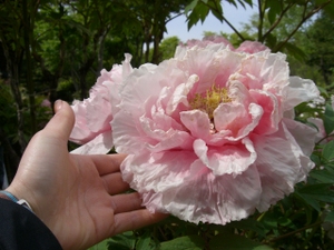Cimg4120_2