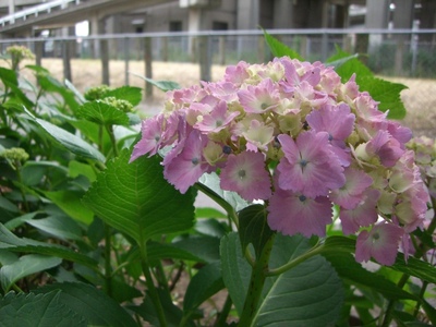 Cimg1378_2
