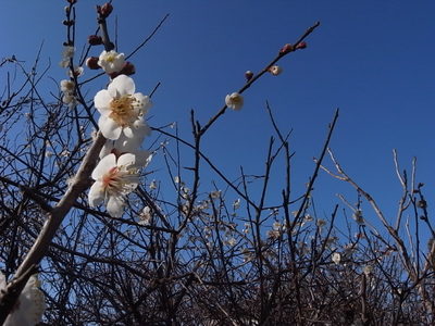 R0011557