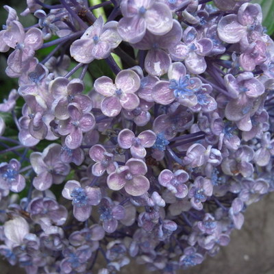 R0013272
