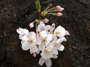 Cimg3847_1