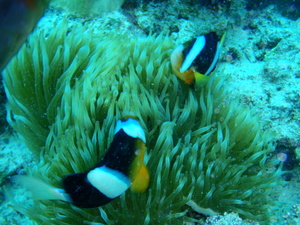 P8080107_2