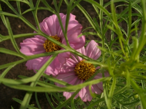花の丘公園