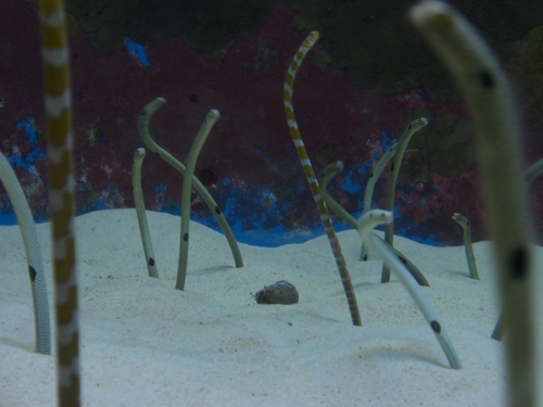 okinawa