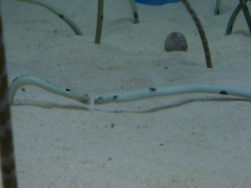 okinawa
