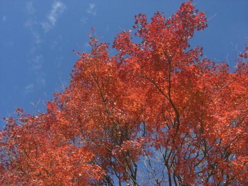山梨の紅葉