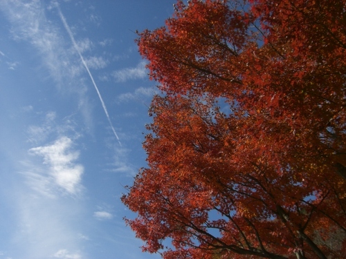 山梨の紅葉
