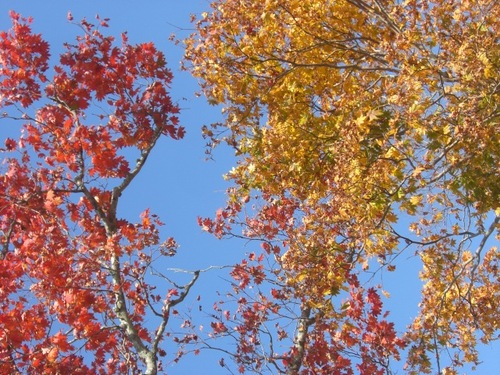 イロ
