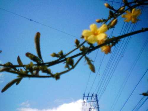 ganco